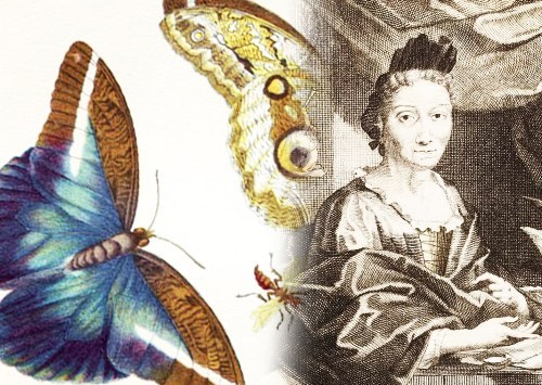 Maria Sibylla Merian e la metamorfosi dei bruchi in farfalle