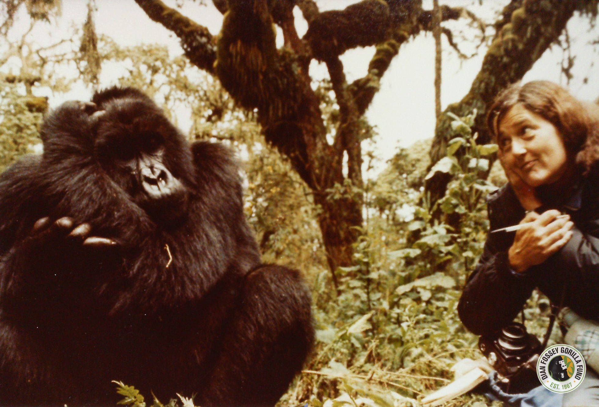 Una voce per amica: Dian Fossey raccontata da Marco Gisotti