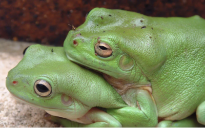 “Piacere mio!”: ”famolo verde” (ma anche no)