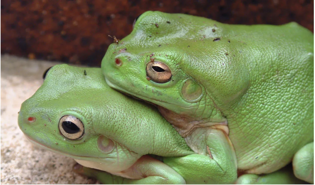 “Piacere mio!”: ”famolo verde” (ma anche no)