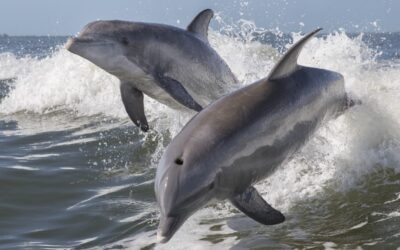 “Piacere mio!”: una nuova scoperta sul clitoride dei delfini